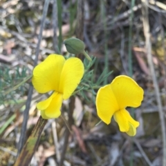 Gompholobium huegelii (pale wedge–pea) at Gungahlin, ACT - 25 Oct 2015 by AaronClausen