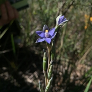 Thelymitra peniculata at Gungahlin, ACT - suppressed