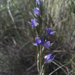 Thelymitra peniculata at Gungahlin, ACT - 25 Oct 2015