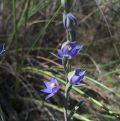 Thelymitra peniculata at Gungahlin, ACT - suppressed