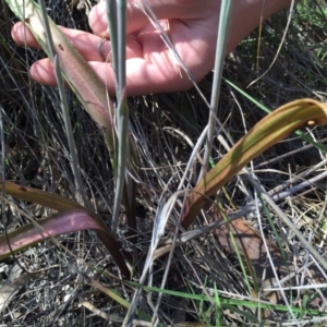 Thelymitra peniculata at Gungahlin, ACT - suppressed