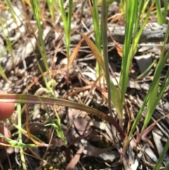 Thelymitra pauciflora at Gungahlin, ACT - 25 Oct 2015