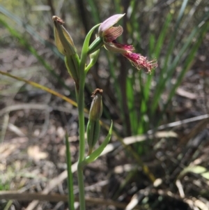 Calochilus platychilus at Gungahlin, ACT - 25 Oct 2015