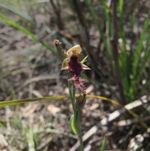 Calochilus platychilus at Gungahlin, ACT - suppressed