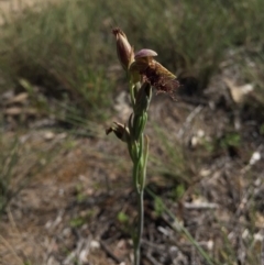 Calochilus platychilus (Purple Beard Orchid) at Canberra Central, ACT - 25 Oct 2015 by AaronClausen