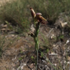 Calochilus platychilus at Canberra Central, ACT - suppressed