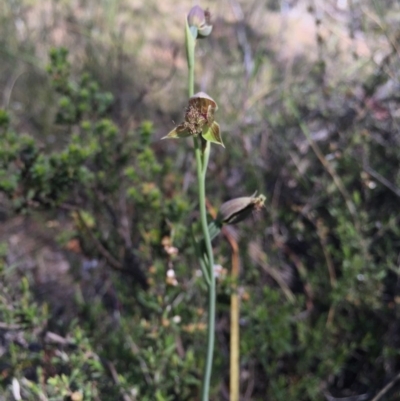Calochilus platychilus (Purple Beard Orchid) at Canberra Central, ACT - 25 Oct 2015 by AaronClausen