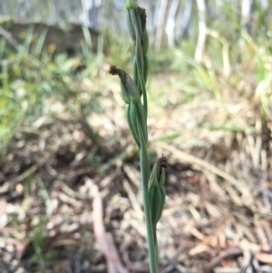 Calochilus platychilus at Gungahlin, ACT - suppressed