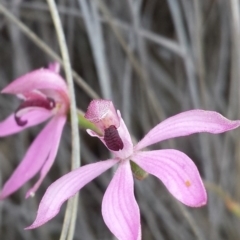 Caladenia congesta (Pink Caps) at Acton, ACT - 24 Oct 2015 by MattM