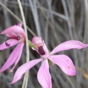 Caladenia congesta at Acton, ACT - suppressed