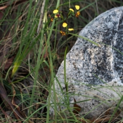 Diuris pardina (Leopard Doubletail) at Cotter River, ACT - 25 Oct 2015 by David