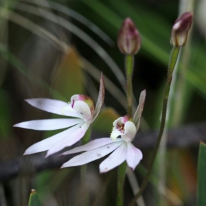 Caladenia carnea at Cotter River, ACT - 25 Oct 2015