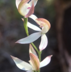 Caladenia moschata at Canberra Central, ACT - 25 Oct 2015