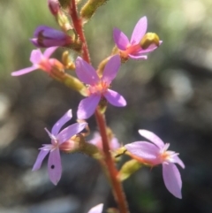 Stylidium graminifolium (grass triggerplant) at Canberra Central, ACT - 25 Oct 2015 by JasonC