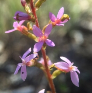 Stylidium graminifolium at Canberra Central, ACT - 25 Oct 2015 09:29 PM