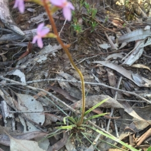 Stylidium graminifolium at Canberra Central, ACT - 25 Oct 2015 09:29 PM