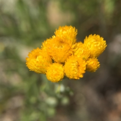 Chrysocephalum apiculatum (Common Everlasting) at Gungahlin, ACT - 25 Oct 2015 by JasonC