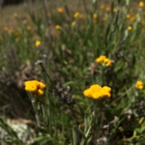 Chrysocephalum apiculatum at Gungahlin, ACT - 25 Oct 2015