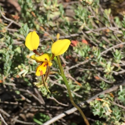 Diuris sulphurea (Tiger Orchid) at Point 75 - 25 Oct 2015 by ibaird
