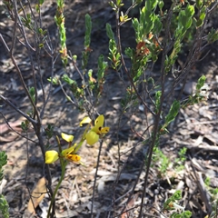 Diuris sulphurea at Point 75 - suppressed