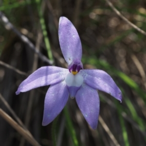 Glossodia major at Cotter River, ACT - 24 Oct 2015