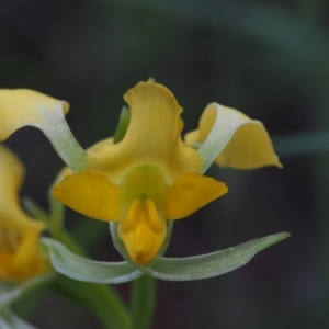 Diuris semilunulata at Cotter River, ACT - suppressed