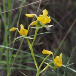 Diuris semilunulata at Cotter River, ACT - suppressed