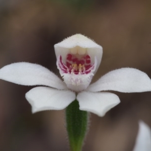 Caladenia alpina at Cotter River, ACT - suppressed