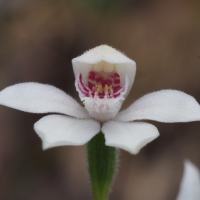 Caladenia alpina (Mountain Caps) at Cotter River, ACT - 24 Oct 2015 by KenT
