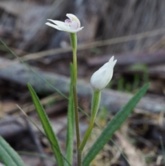 Caladenia alpina at Cotter River, ACT - suppressed