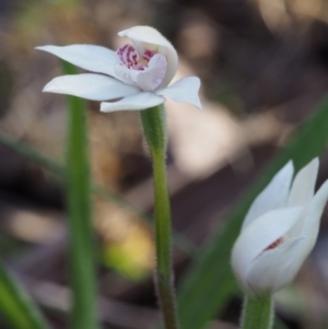 Caladenia alpina at Cotter River, ACT - suppressed