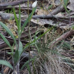 Caladenia alpina at Cotter River, ACT - suppressed