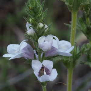 Euphrasia collina subsp. speciosa at Cotter River, ACT - 24 Oct 2015 03:51 PM