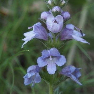 Euphrasia collina subsp. speciosa at Cotter River, ACT - 24 Oct 2015 03:51 PM