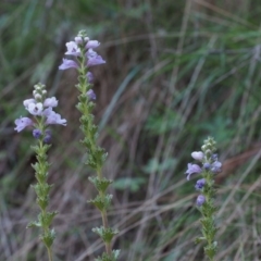 Euphrasia collina subsp. speciosa at Cotter River, ACT - 24 Oct 2015 03:51 PM