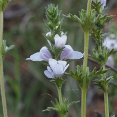 Euphrasia collina subsp. speciosa at Cotter River, ACT - 24 Oct 2015 03:51 PM