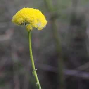 Craspedia aurantia var. jamesii at Cotter River, ACT - 24 Oct 2015