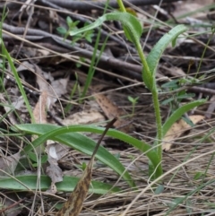 Craspedia aurantia var. jamesii at Cotter River, ACT - 24 Oct 2015