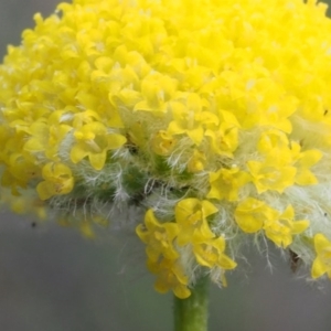 Craspedia aurantia var. jamesii at Cotter River, ACT - 24 Oct 2015