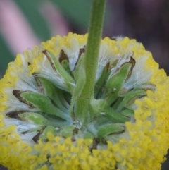 Craspedia aurantia var. jamesii at Cotter River, ACT - 24 Oct 2015