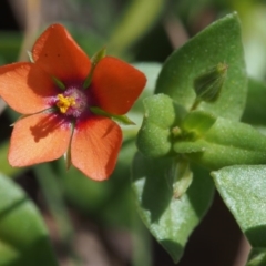 Lysimachia arvensis (Scarlet Pimpernel) at Cotter River, ACT - 24 Oct 2015 by KenT