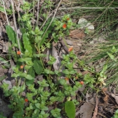 Lysimachia arvensis at Cotter River, ACT - 24 Oct 2015 02:15 PM