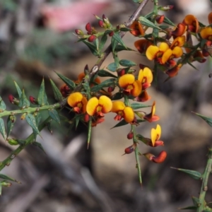Daviesia ulicifolia subsp. ulicifolia at Cotter River, ACT - 24 Oct 2015 11:31 AM