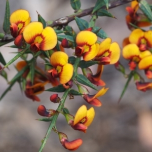 Daviesia ulicifolia subsp. ulicifolia at Cotter River, ACT - 24 Oct 2015 11:31 AM