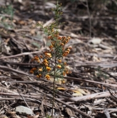 Daviesia ulicifolia subsp. ulicifolia at Cotter River, ACT - 24 Oct 2015