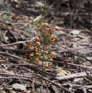 Daviesia ulicifolia subsp. ulicifolia at Cotter River, ACT - 24 Oct 2015 11:31 AM
