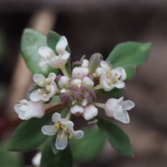 Poranthera microphylla (Small Poranthera) at Cotter River, ACT - 24 Oct 2015 by KenT