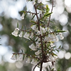 Leucopogon fletcheri subsp. brevisepalus (Twin Flower Beard-Heath) at Cotter River, ACT - 23 Oct 2015 by KenT