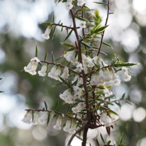 Styphelia fletcheri subsp. brevisepala at Cotter River, ACT - 24 Oct 2015