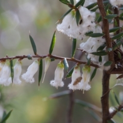 Styphelia fletcheri subsp. brevisepala at Cotter River, ACT - 24 Oct 2015